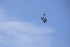 ahden_2009_17_20091101_1263580994
