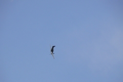 ahden_2009_17_20091101_1375234762