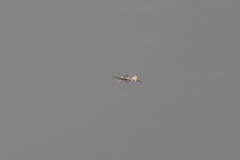saisonstart_2009_20090503_1954276881