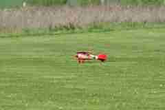 DSC_9795_00001_2