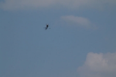 fliegen_22_20090120_1361854202